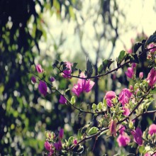 Ang mga Himala ni Muhammad (bahagi 2 ng 3)