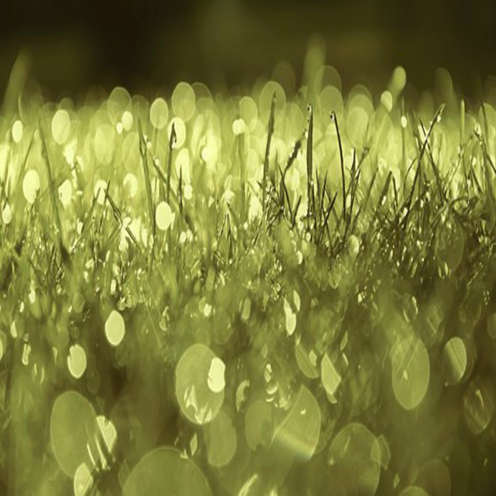 Chapitre 55, ar-Rahman (Le Tout Miséricordieux)