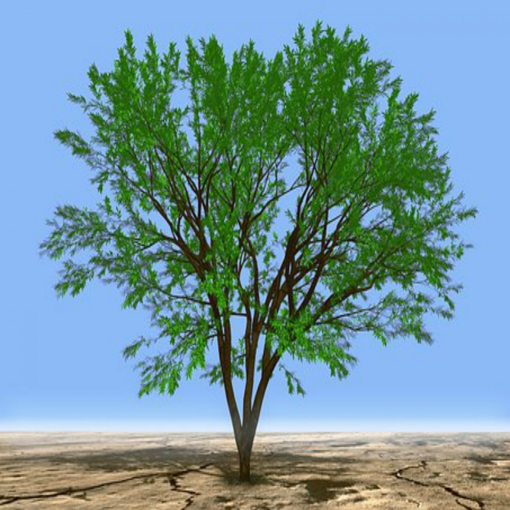 Mga Piling Hadith ( IkaapatnaYugto ) 05