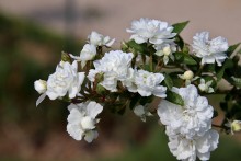 पैगंबर सल्लल्लाहु अलैहि व सल्लम का नामकरण