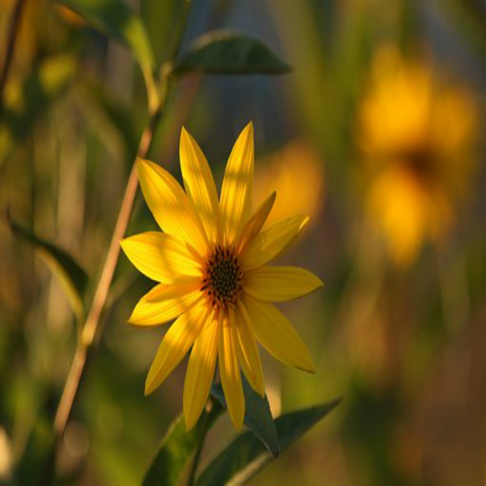 Mga Piling Hadith ( IkaapatnaYugto ) 31