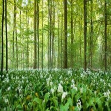मुस्लिम महिला का गैर मुस्लिम पुरुष से विवाह करने कि मनादी व रुकावट पर संदेह व ऐतराज़ और उसका रद्द