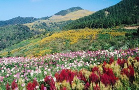 Семья в Исламе: брак (часть 2 из 3)