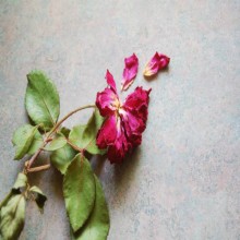 महिलाओं के साथ अच्छा व्यवहार करो।